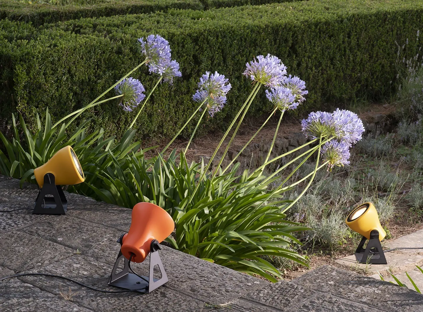 Martinelli Luce - Frog