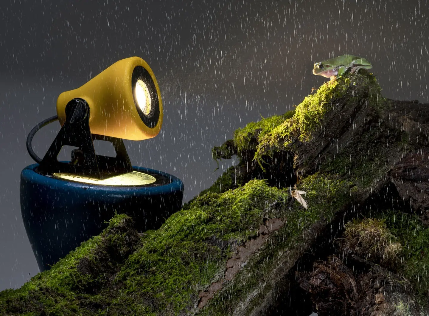 Martinelli Luce - Frog