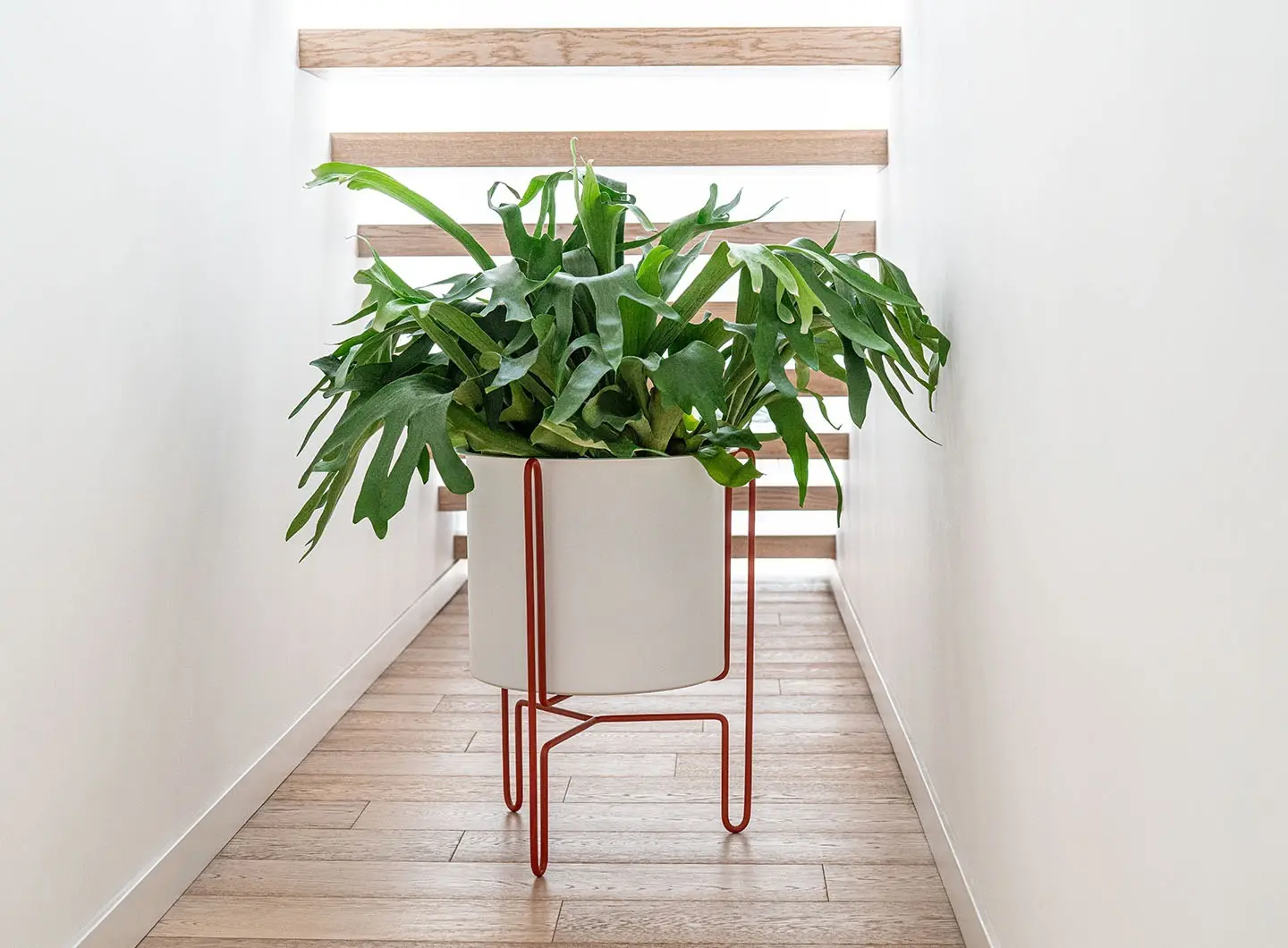 Meridius Planter