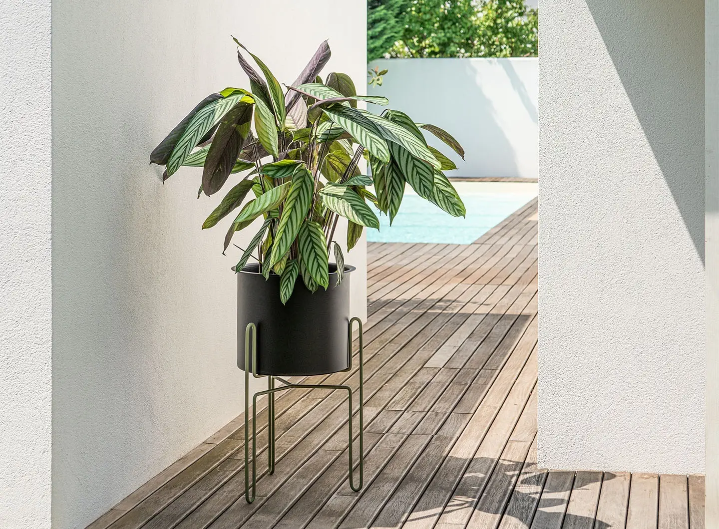 Meridius Planter