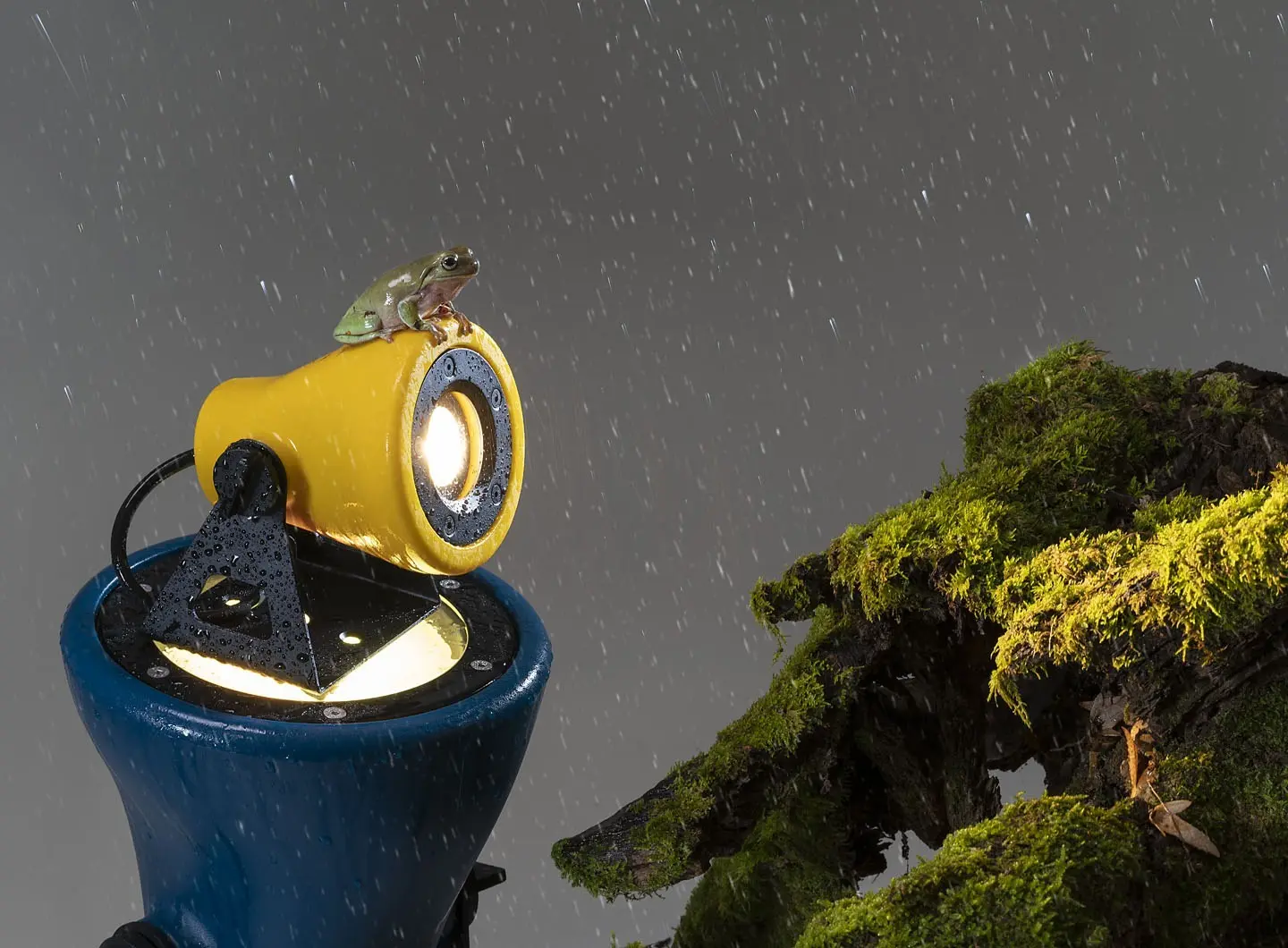 Martinelli Luce - Frog