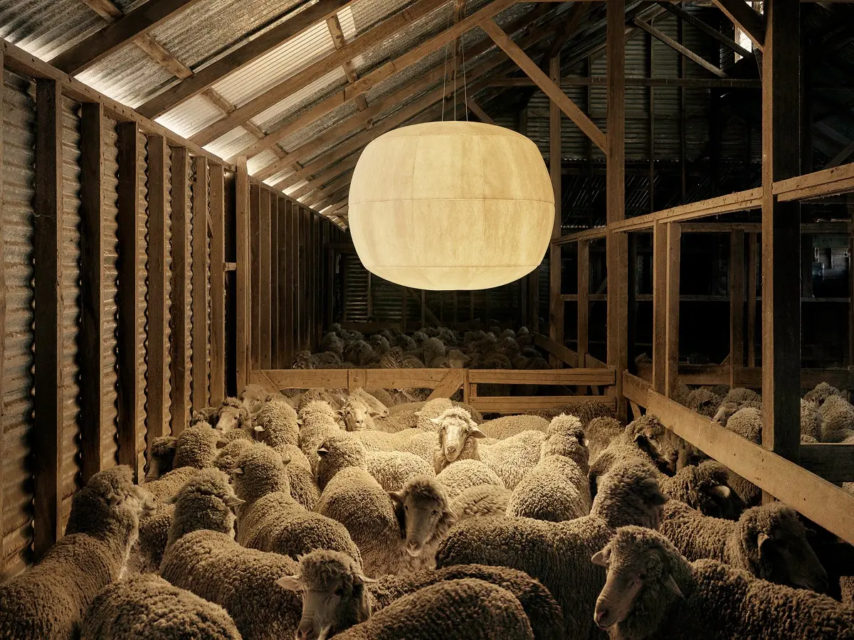 Big Glow in woolshed
